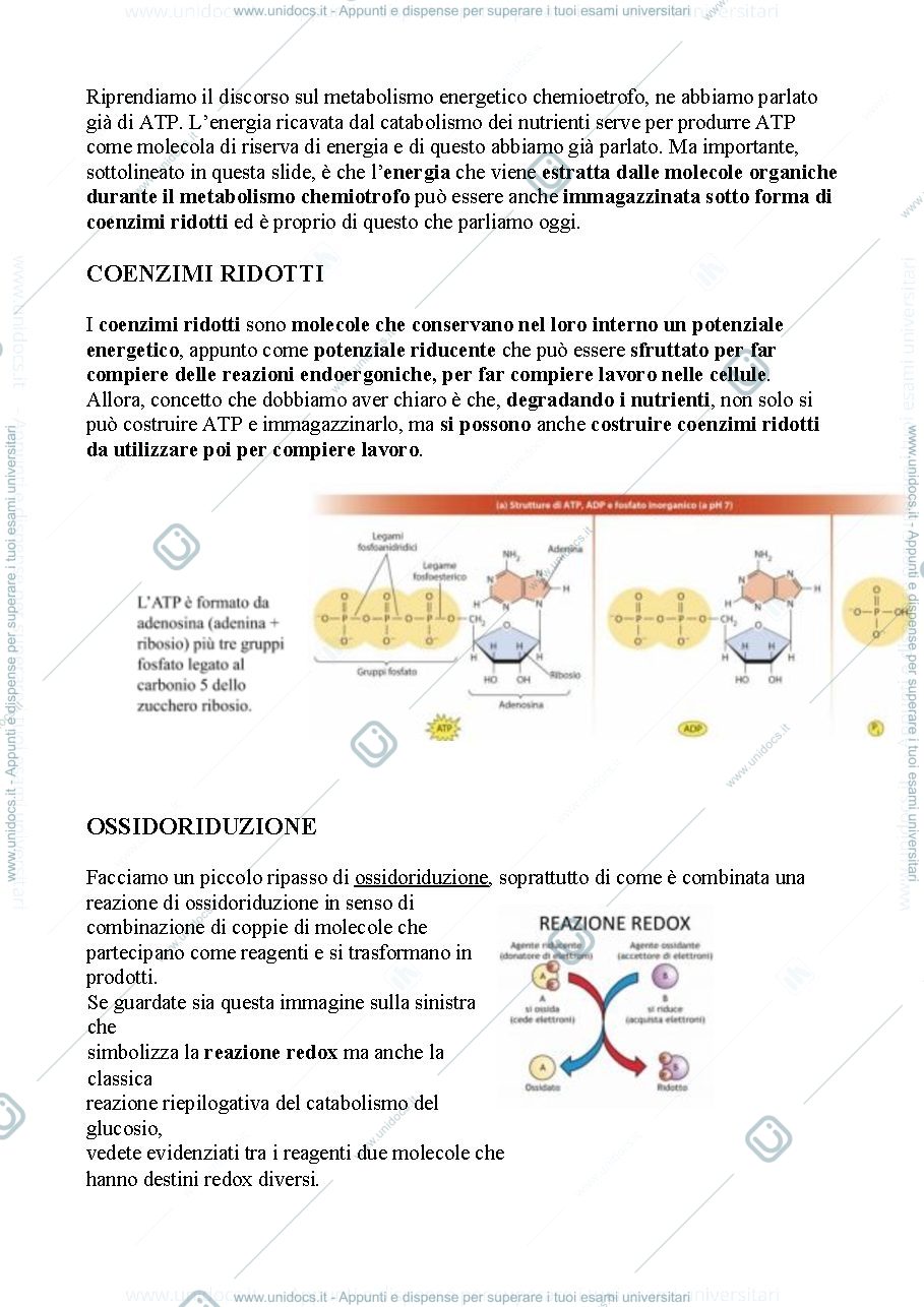 Anteprima pagina 1 — Biologia, lezione 7- METABOLISMO CELLULARE