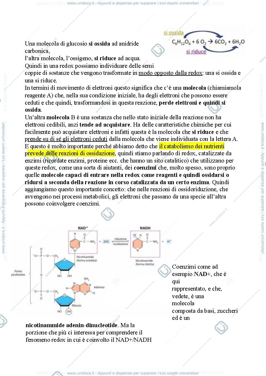 Anteprima pagina 2 — Biologia, lezione 7- METABOLISMO CELLULARE