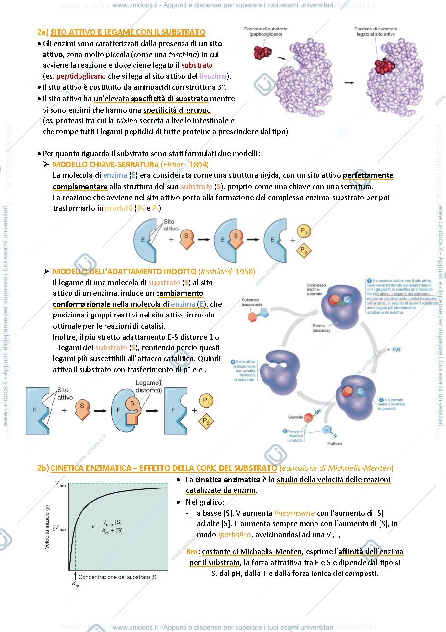 Anteprima pagina 3 — Biologia animale e vegetale
