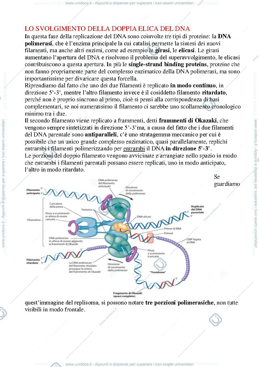 Anteprima pagina 1 — Biologia, lezione 13-DNA ED RNA