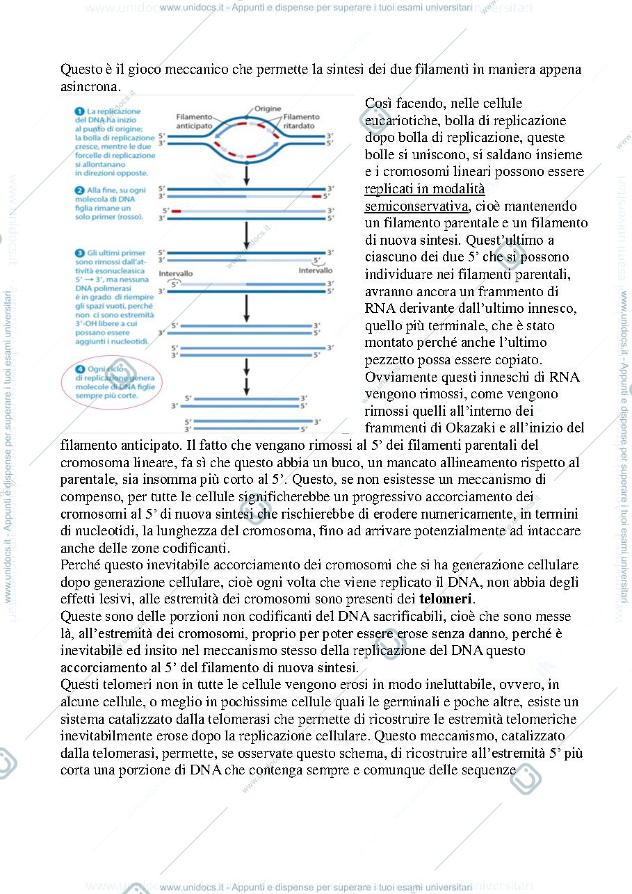 Anteprima pagina 3 — Biologia, lezione 13-DNA ED RNA