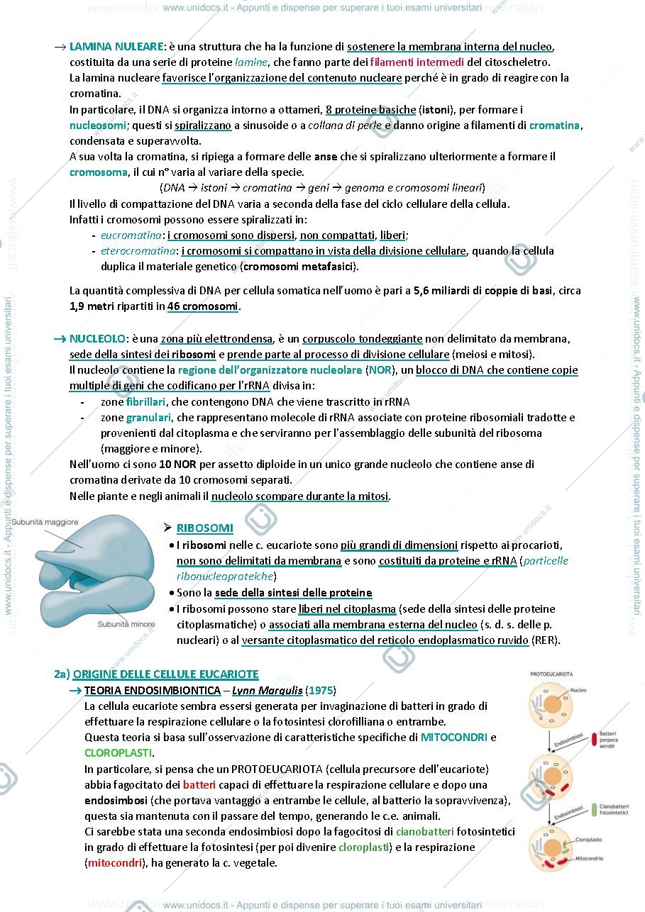 Anteprima pagina 3 — Biologia animale e vegetale 