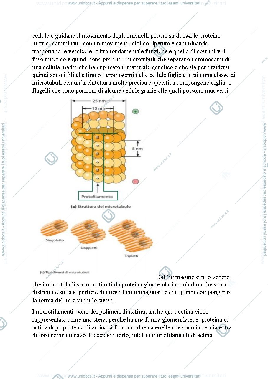 Anteprima pagina 2 — Biologia, lezione 10- ORGANULI E STRUTTURA CELLULARE
