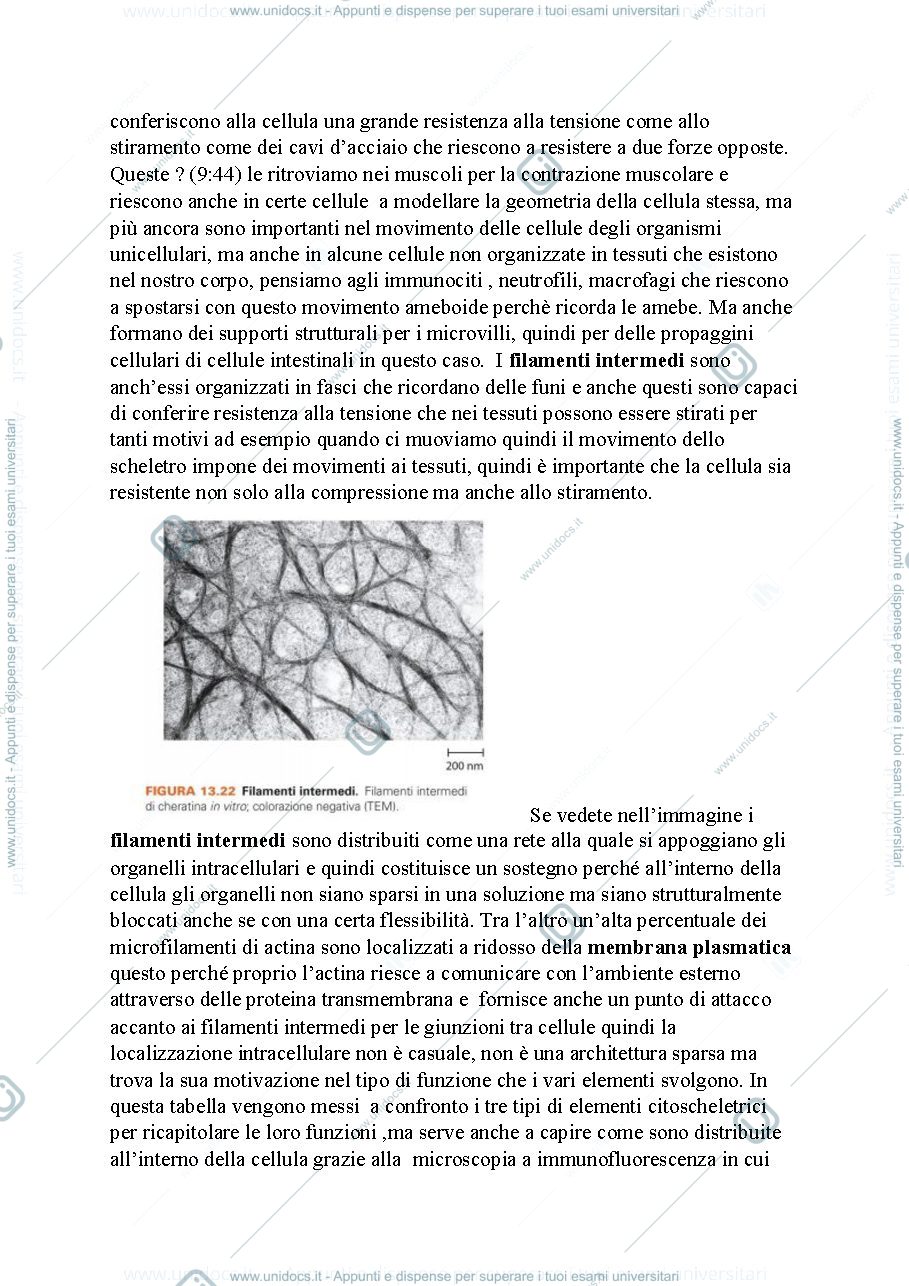 Anteprima pagina 3 — Biologia, lezione 10- ORGANULI E STRUTTURA CELLULARE