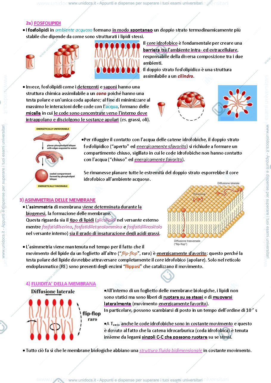 Anteprima pagina 3 — Biologia animale e vegetale 