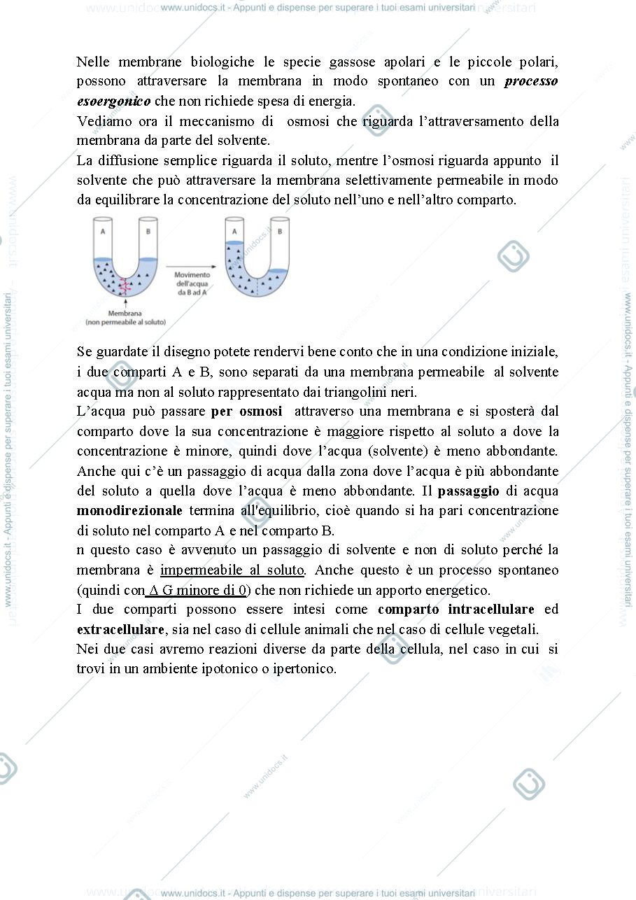 Anteprima pagina 3 — Biologia, lezione 6-MEMBRANA CELLULARE