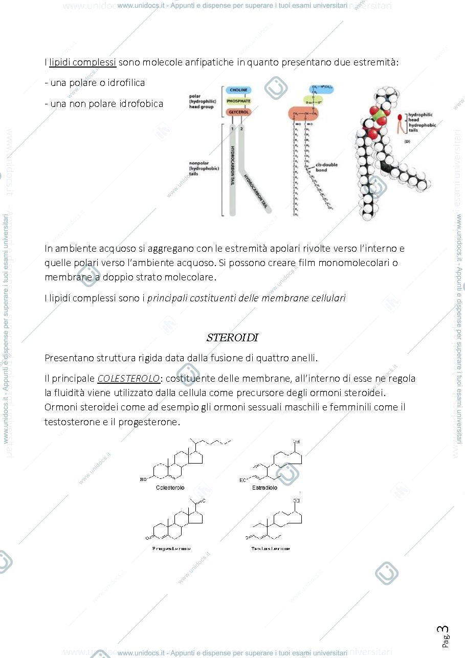 Anteprima pagina 3 — Sbobine biologia e anatomia umana