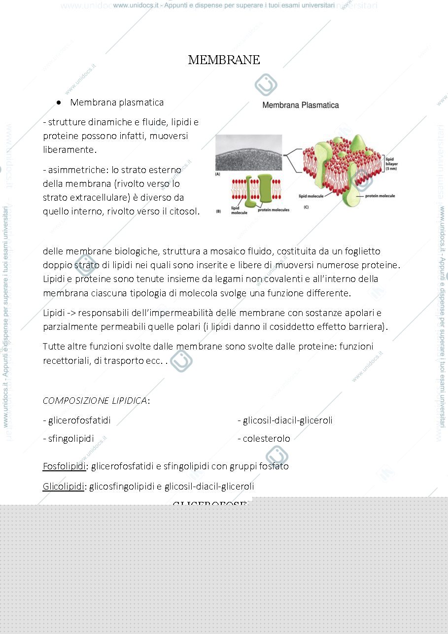 Anteprima pagina 4 — Sbobine biologia e anatomia umana
