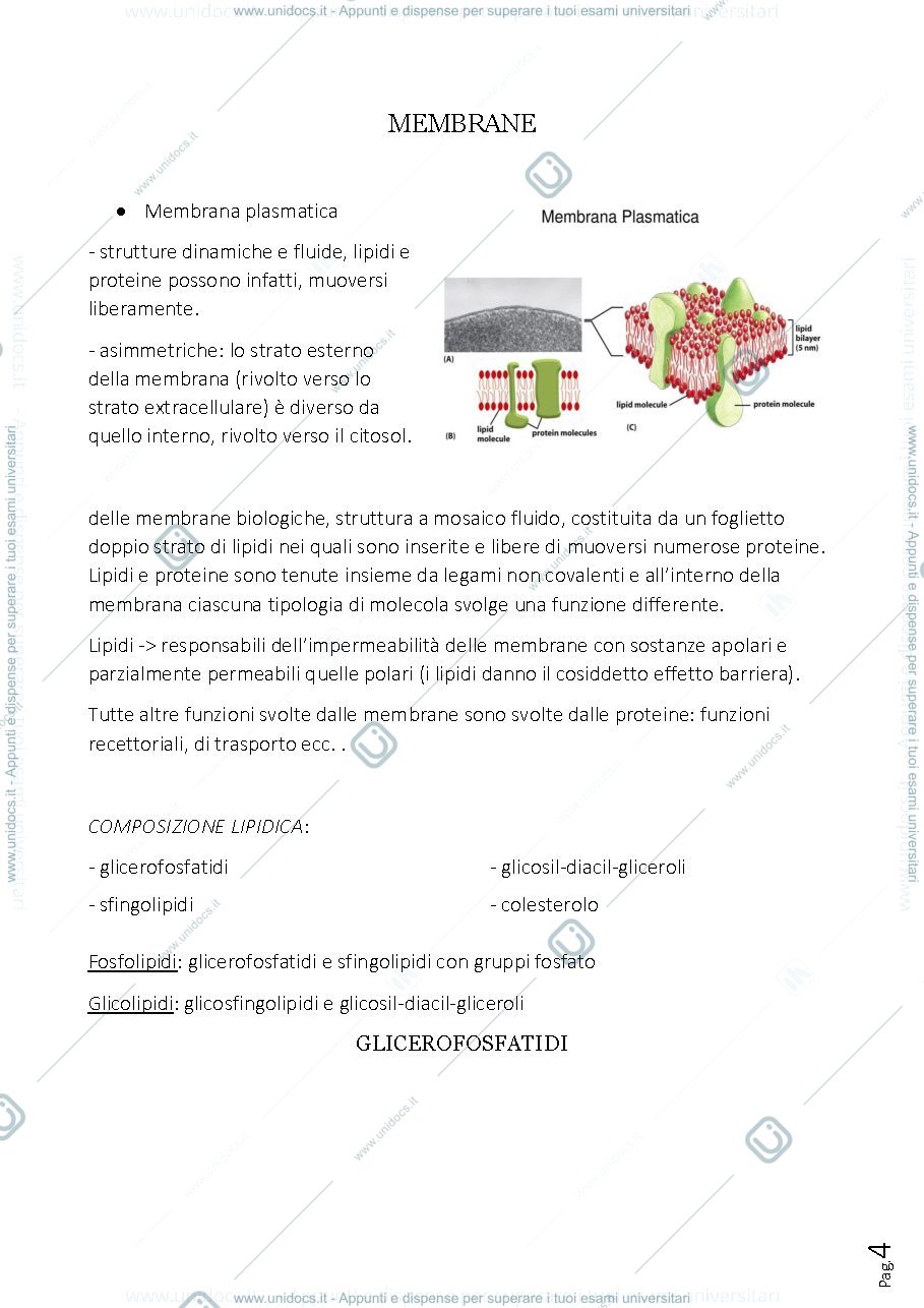 Anteprima pagina 4 — BIOLOGIA E ANATOMIA UMANA
