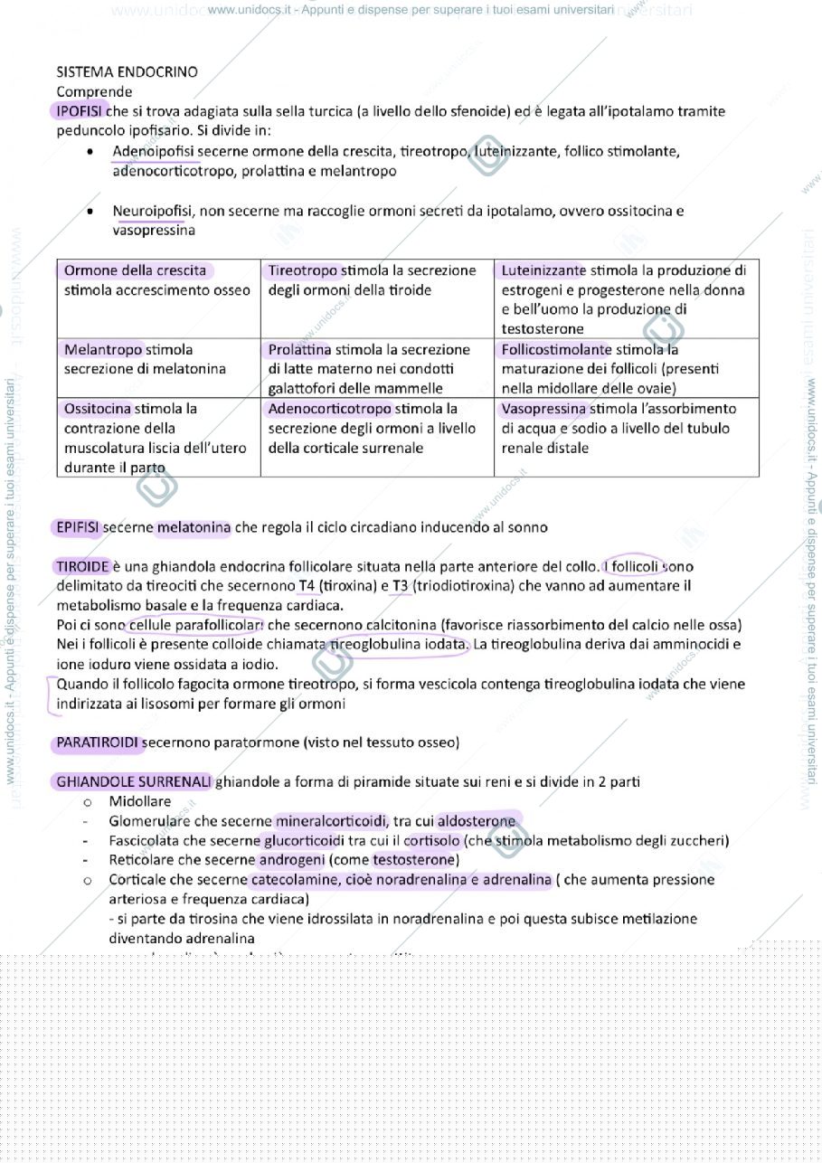 Anteprima pagina 1 — ENDOCRINO