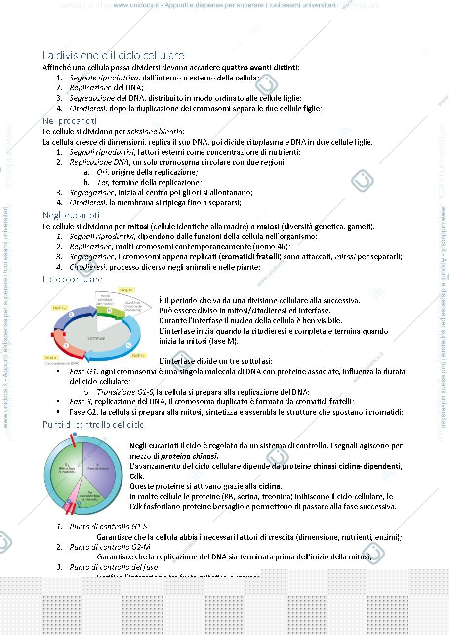 Anteprima pagina 1 — Ciclo Cellulare