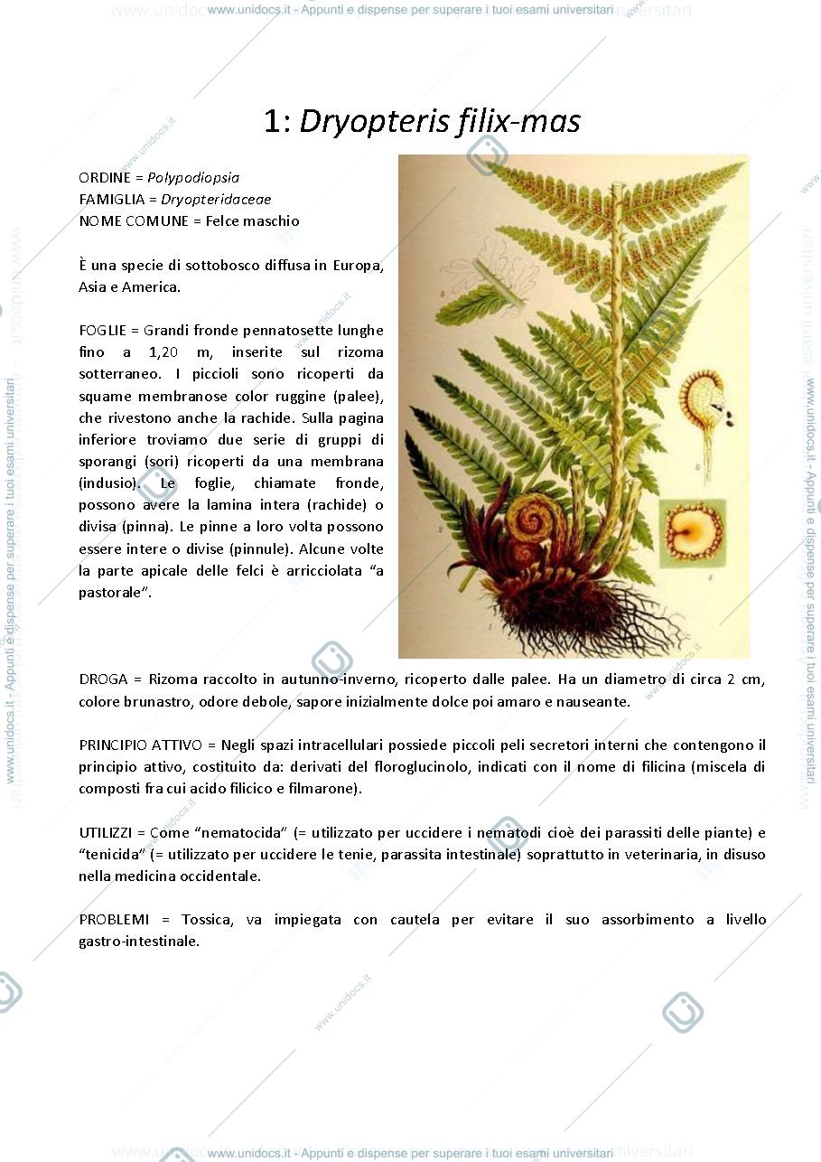 Anteprima pagina 2 — Tavole botaniche 