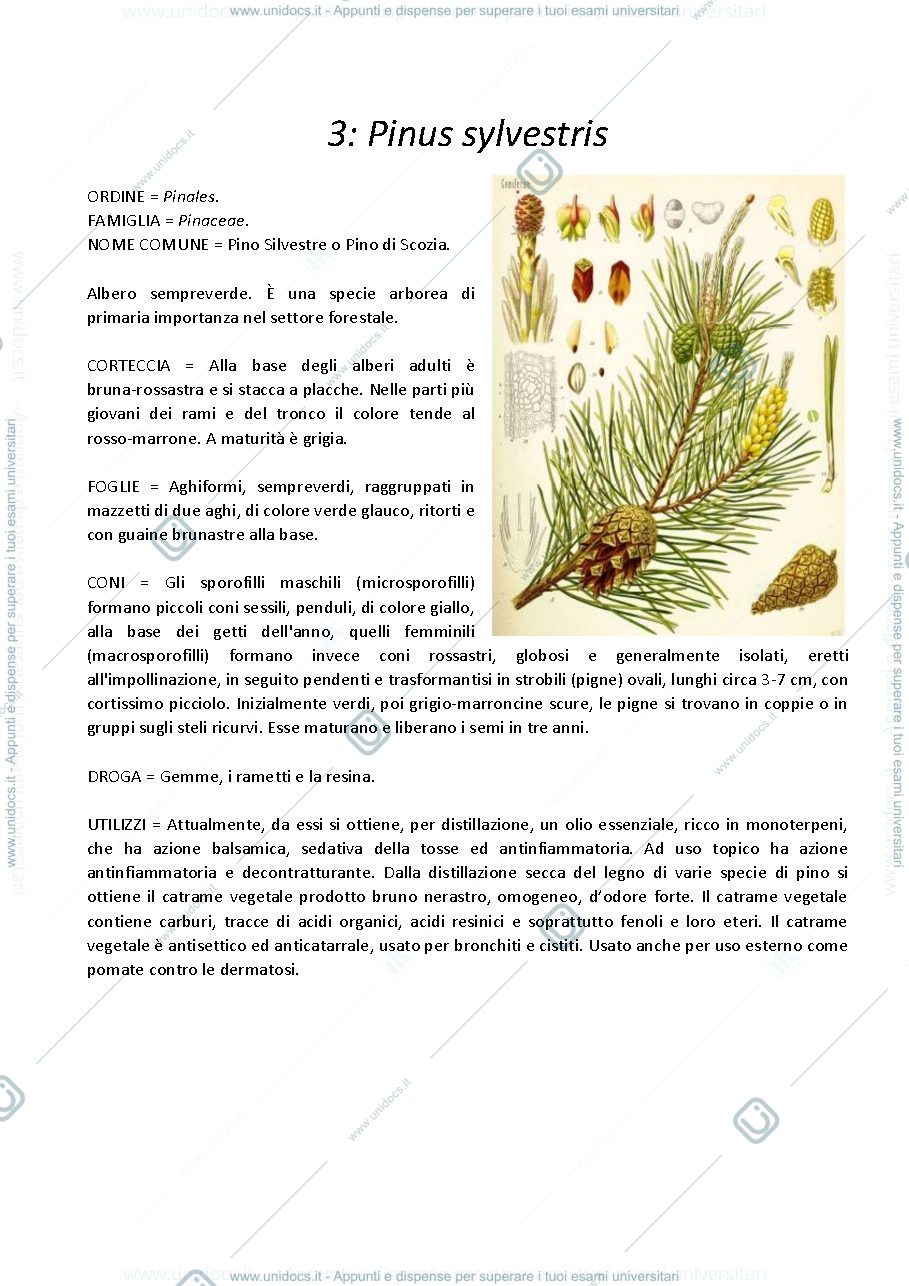 Anteprima pagina 4 — Tavole botaniche 