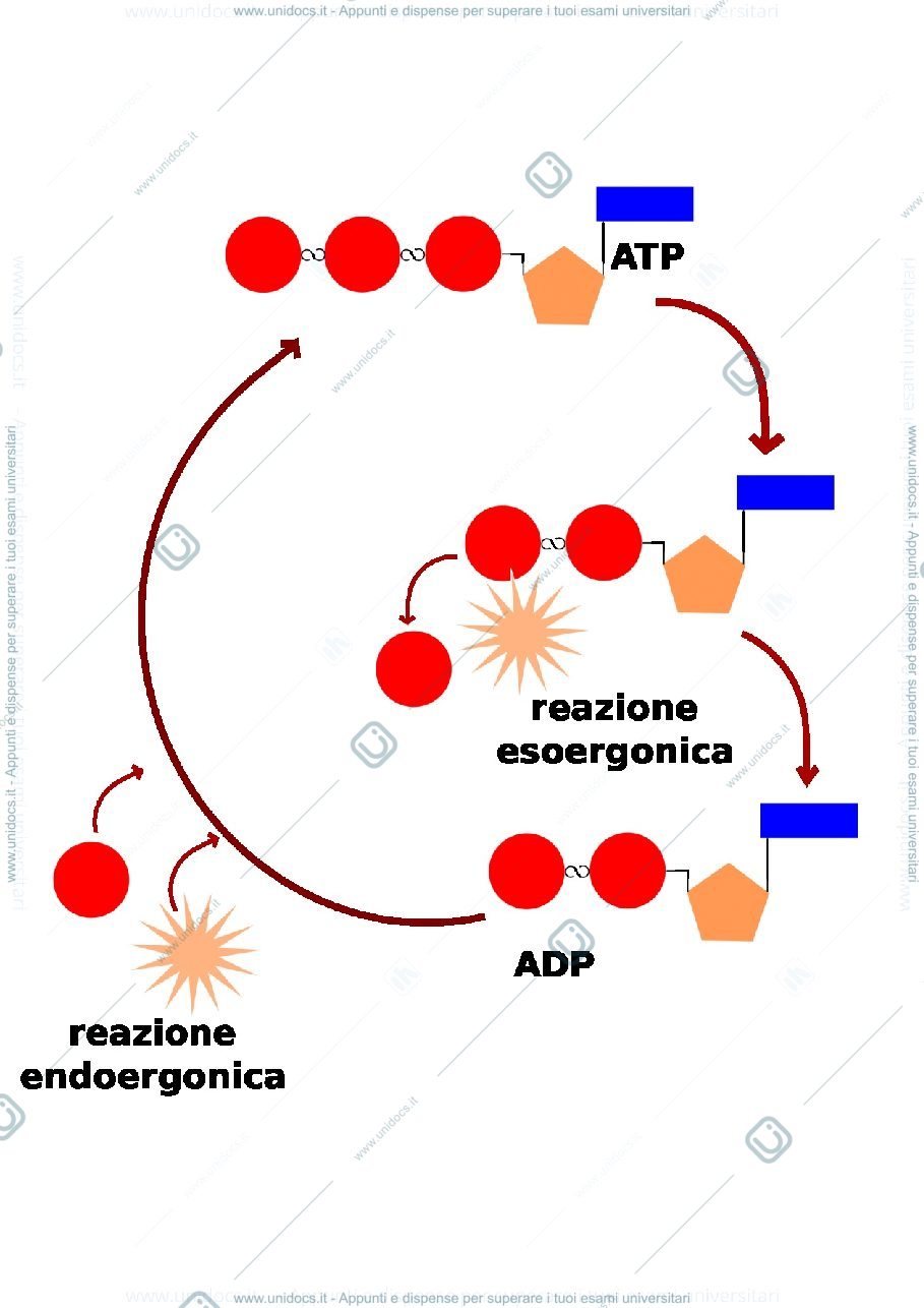 Anteprima pagina 1 — Energia, enzimi, metabolismo, respirazione aerobica e mitocondrio. 