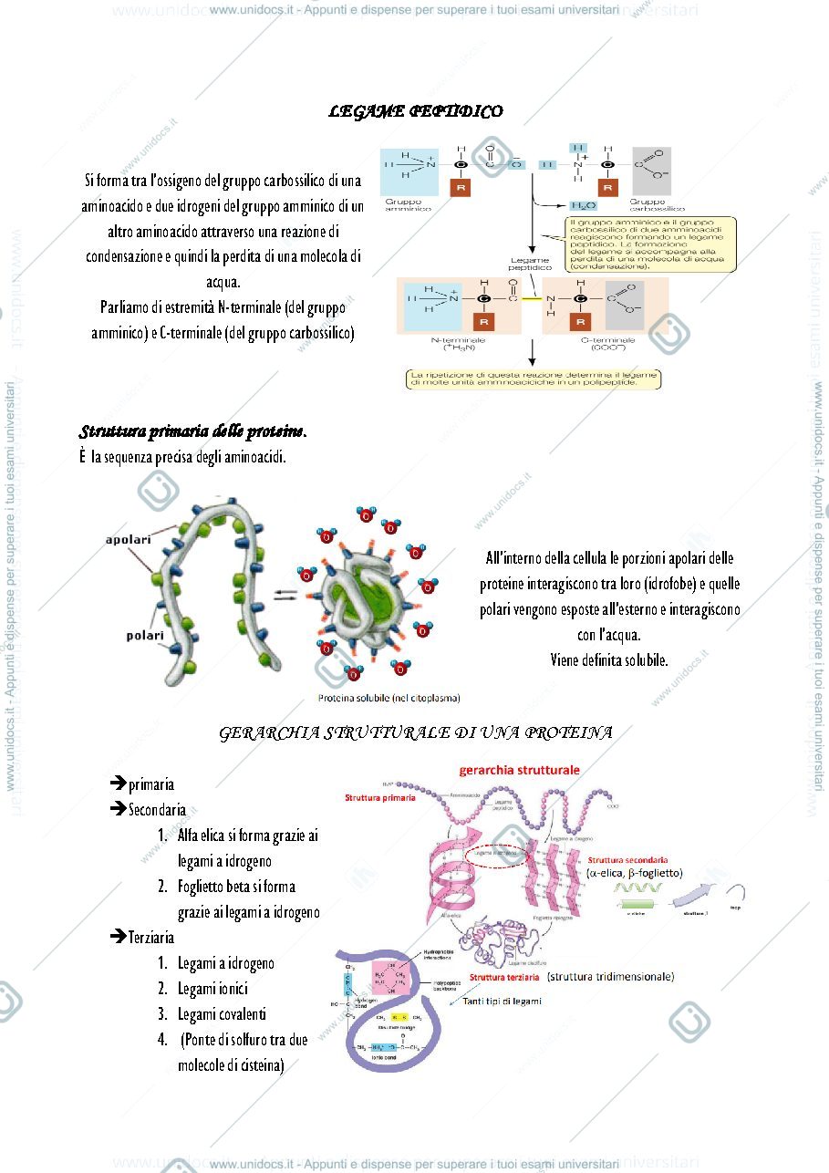 Anteprima pagina 4 — Parte 1- Appunti biologia anlimale 