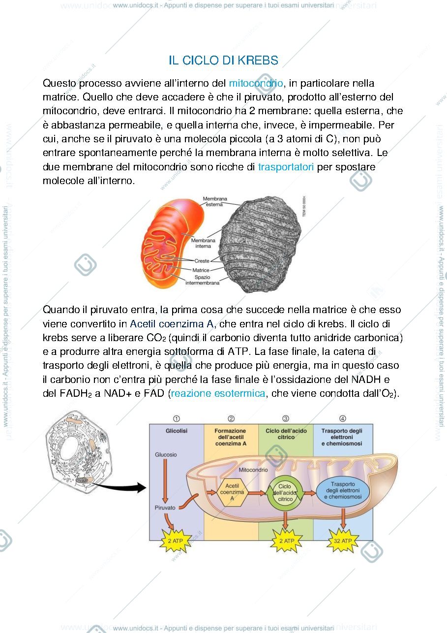 Anteprima pagina 1 — Ciclo di krebs