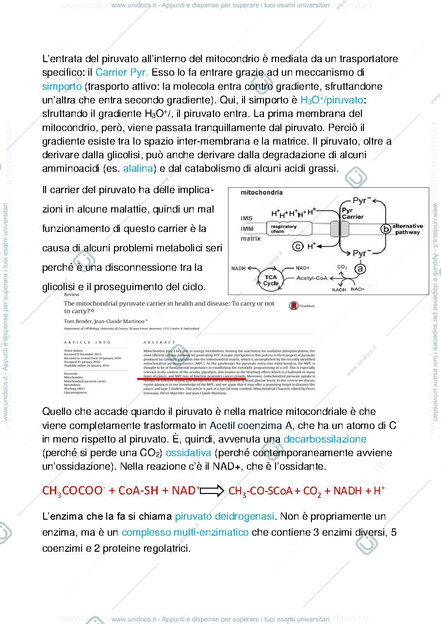 Anteprima pagina 2 — Ciclo di krebs