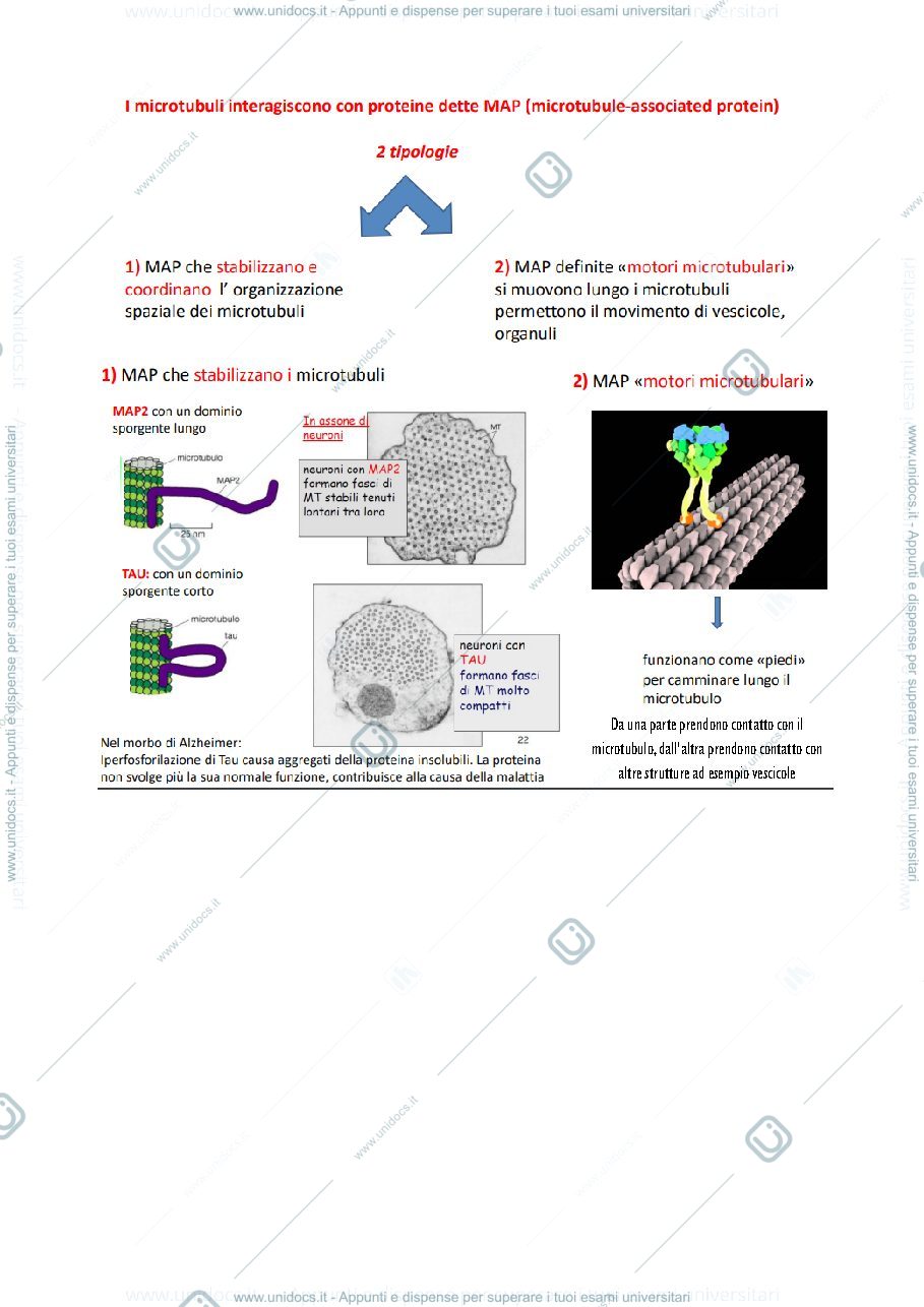 Anteprima pagina 2 — parte 3 - Biologia animale 