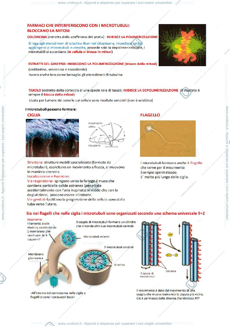Anteprima pagina 4 — parte 3 - Biologia animale 