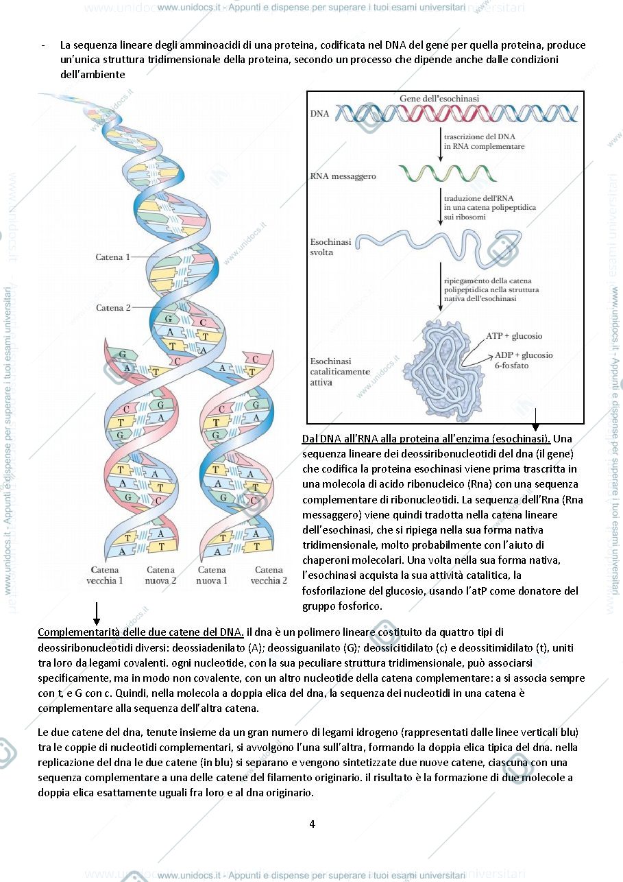 Anteprima pagina 4 — Biologia animale