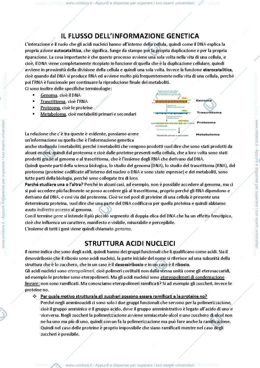 Anteprima pagina 1 — Acidi Nucleici 