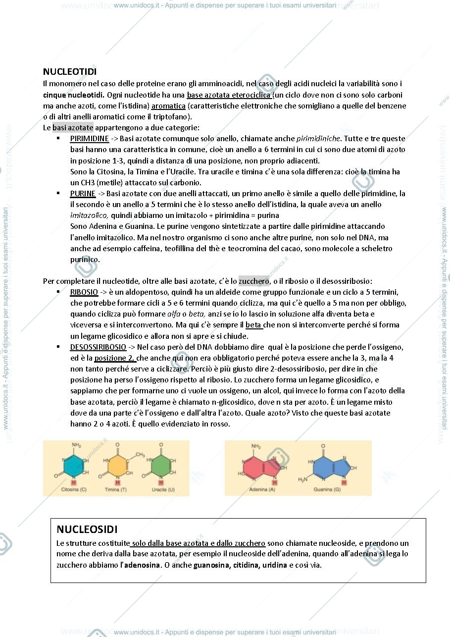 Anteprima pagina 2 — Acidi Nucleici 