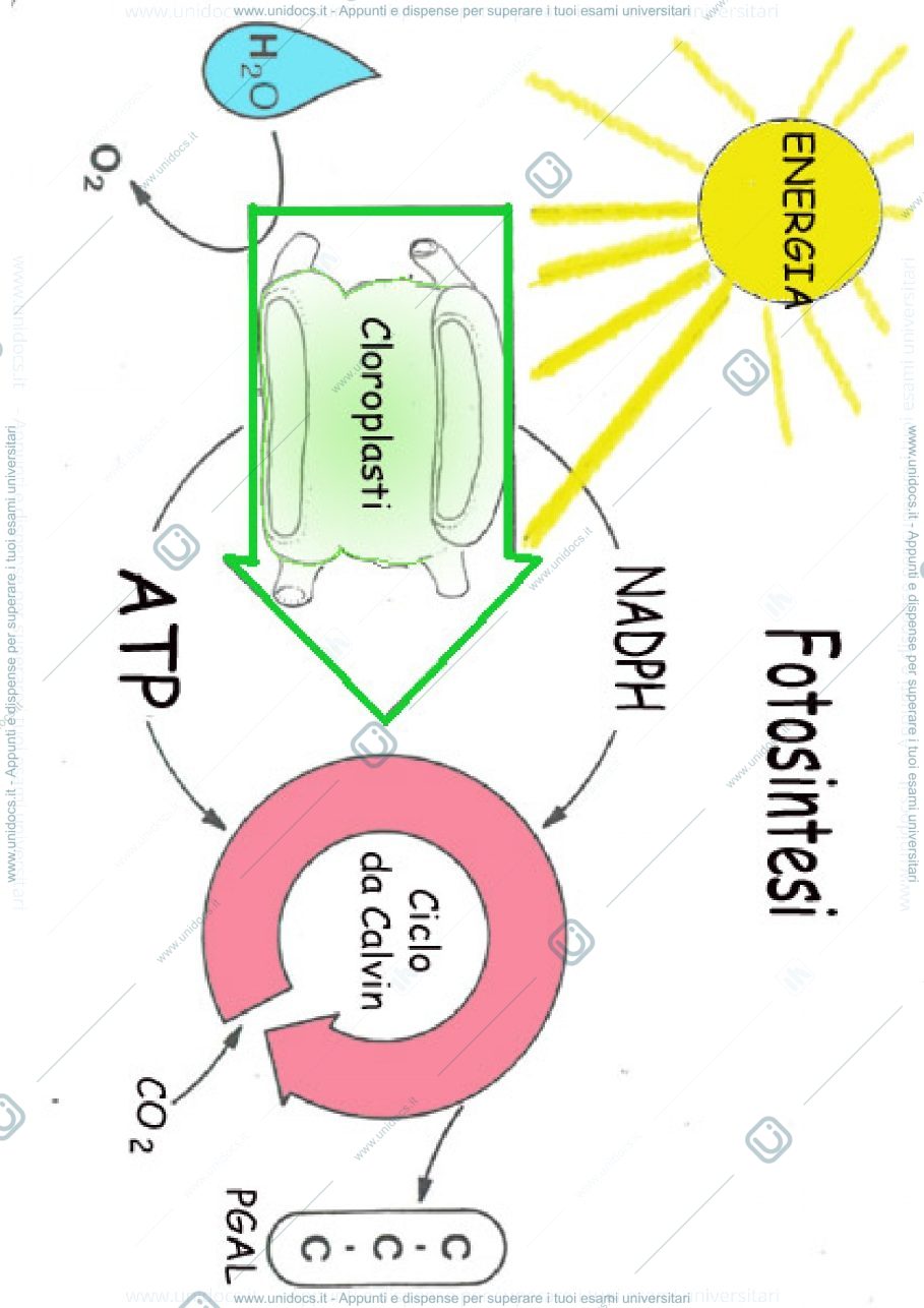 Anteprima pagina 1 — Energia, metabolismo, enzimi, respirazione aerobica, mitocondrio e fotosintesi. 