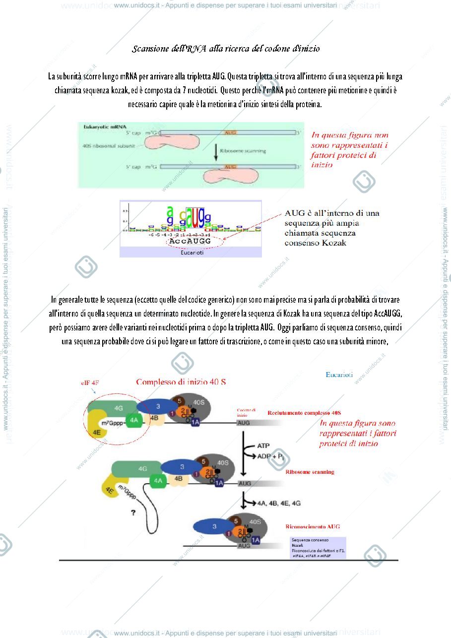 Anteprima pagina 2 — Parte 2 - Biologia animale 