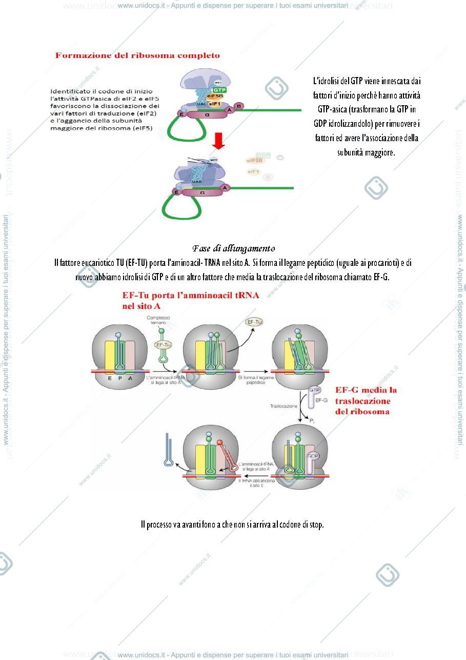 Anteprima pagina 3 — Parte 2 - Biologia animale 