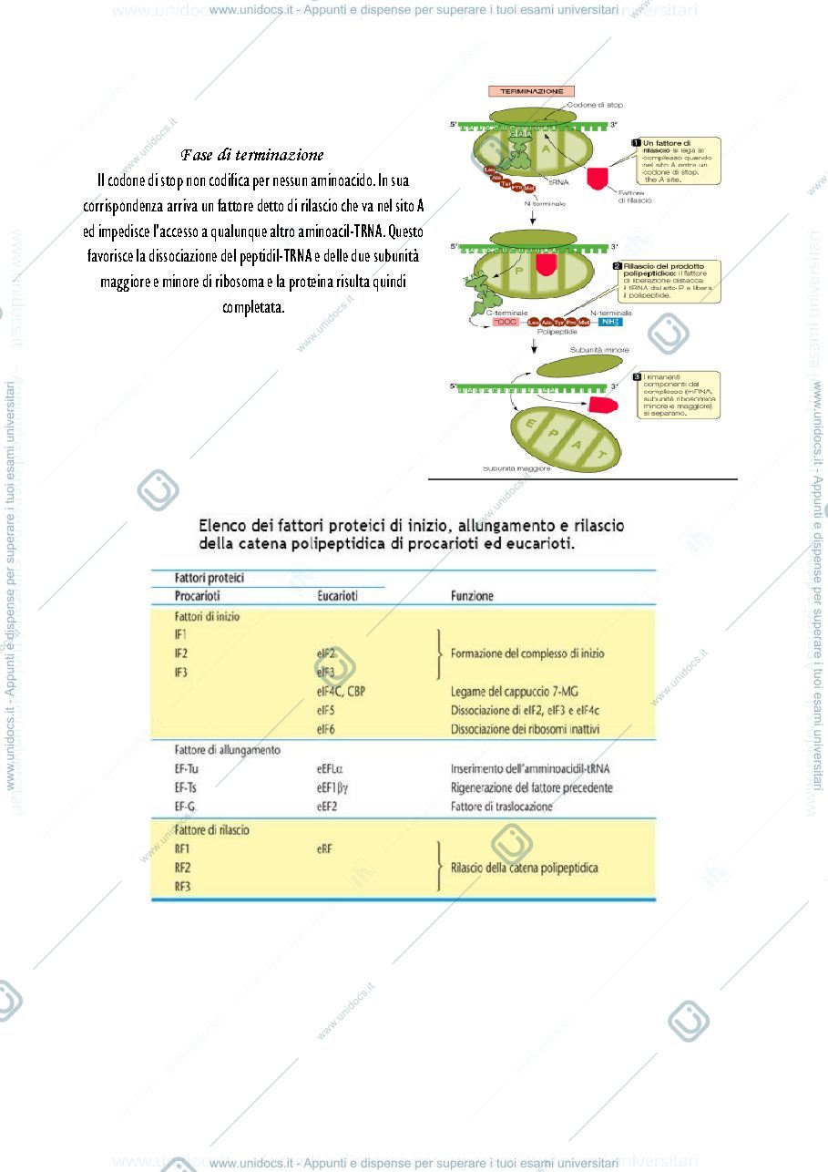 Anteprima pagina 4 — Parte 2 - Biologia animale 