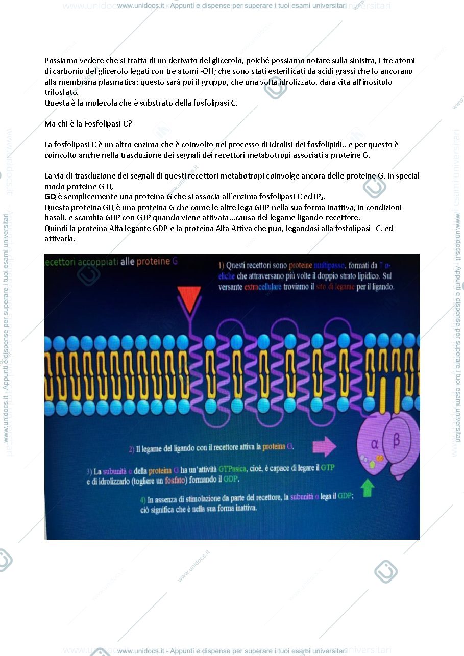 Anteprima pagina 2 — Recettori Metabotropici