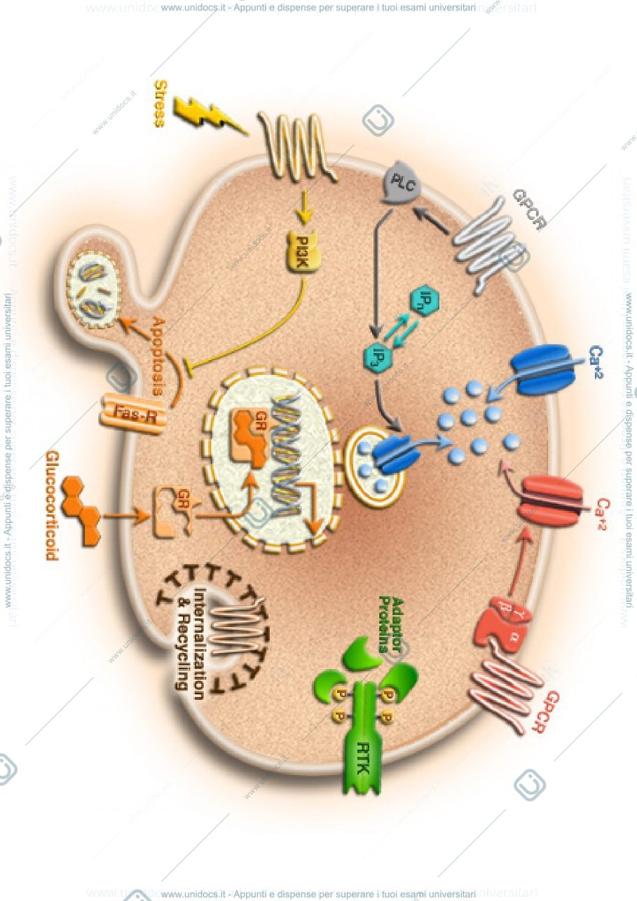 Anteprima pagina 1 — Introduzione allo studio della biologia cellulare.