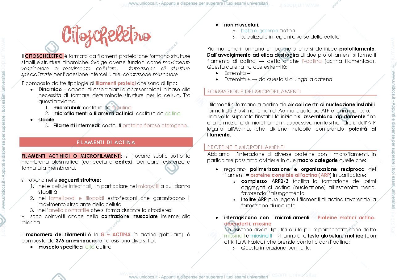 Anteprima pagina 1 — citoscheletro