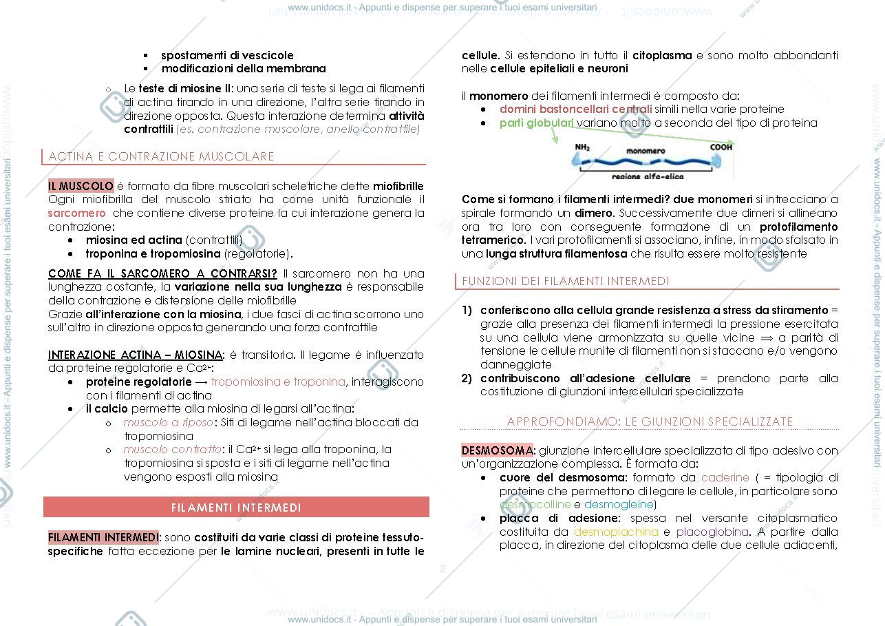 Anteprima pagina 2 — citoscheletro