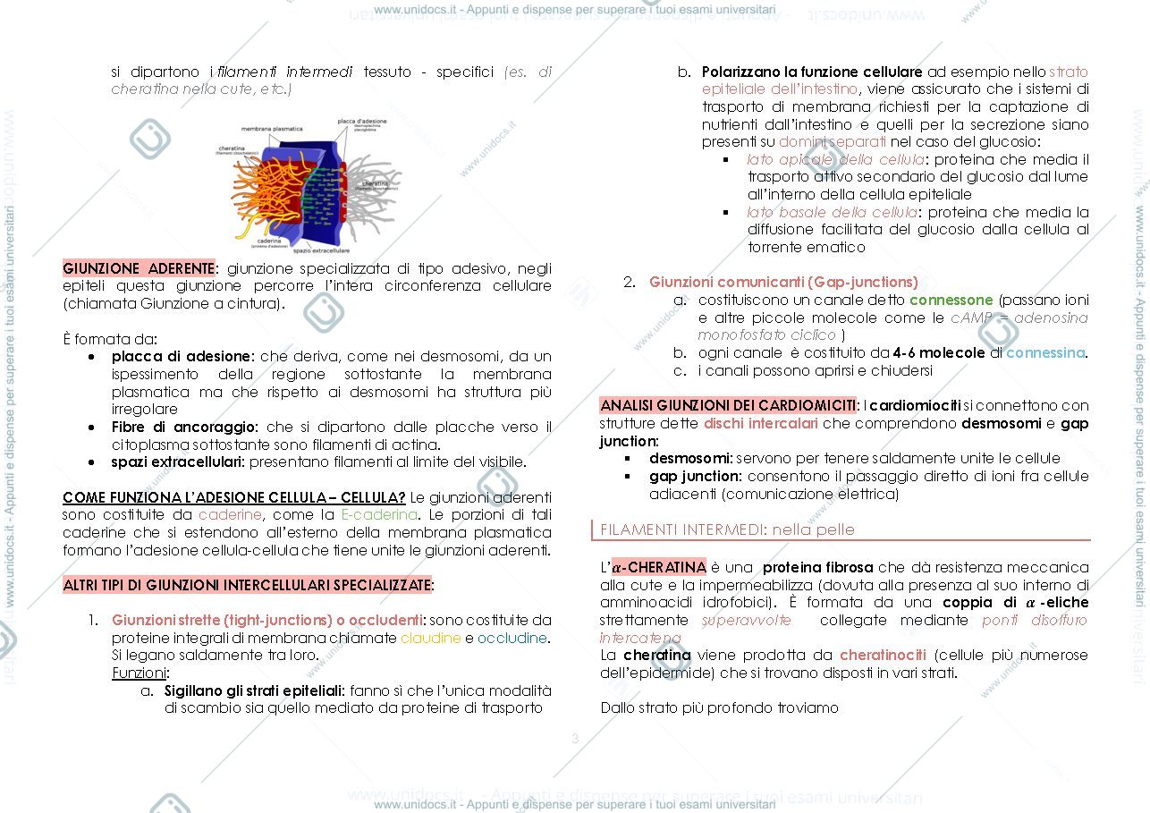 Anteprima pagina 3 — citoscheletro