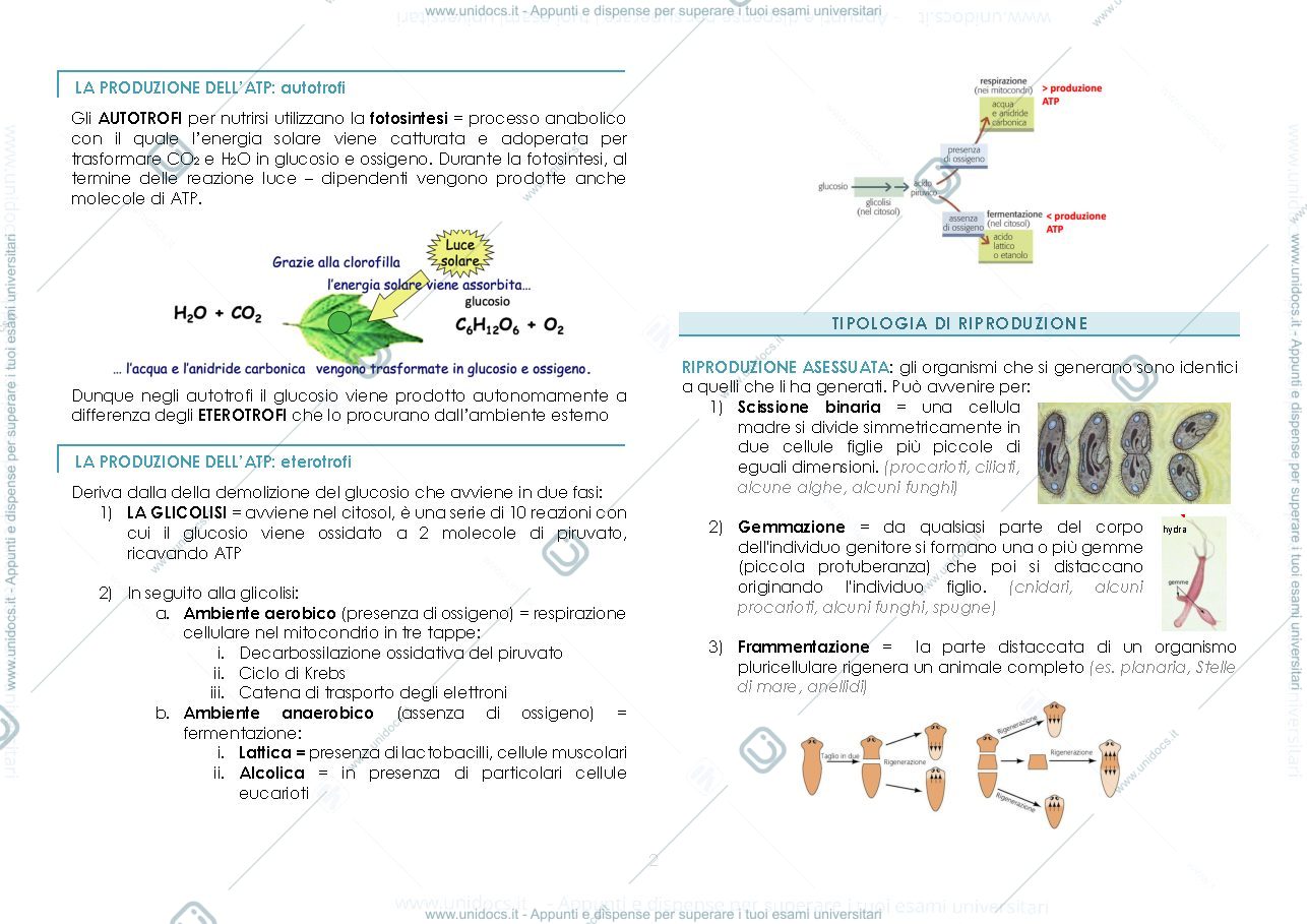 Anteprima pagina 2 — esseri viventi