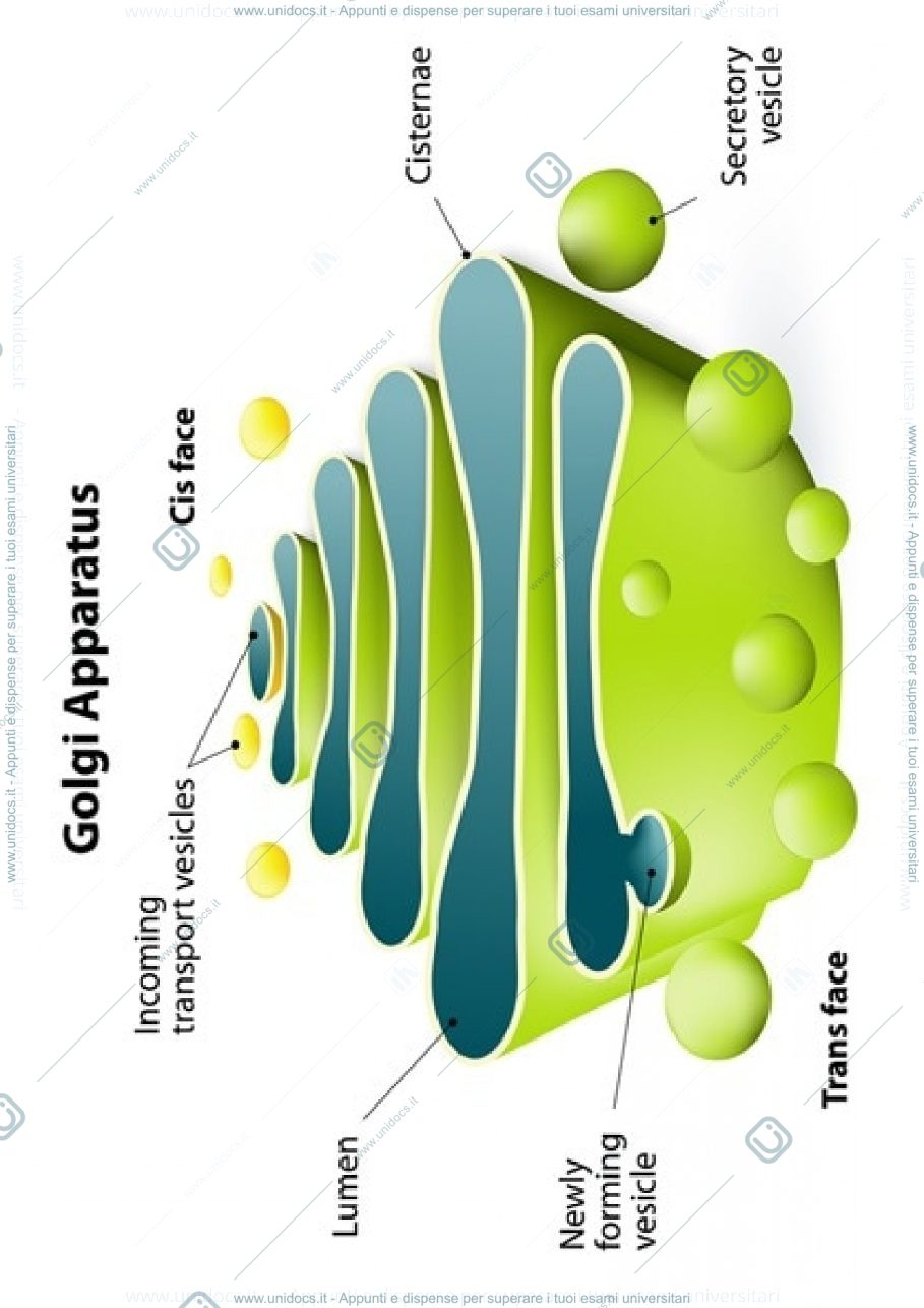 Anteprima pagina 1 —  I SISTEMI DELLE MEMBRANE CITOPLASMATICHE: STRUTTURA FUNZIONE E TRAFFICO DI MEMBRANA. 