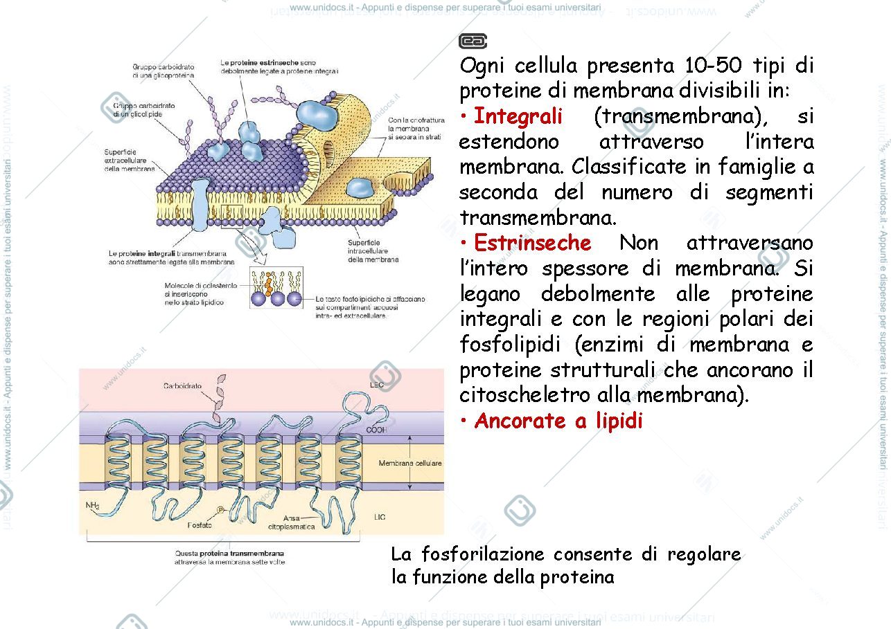 Anteprima pagina 3 — Trasporti di membrana