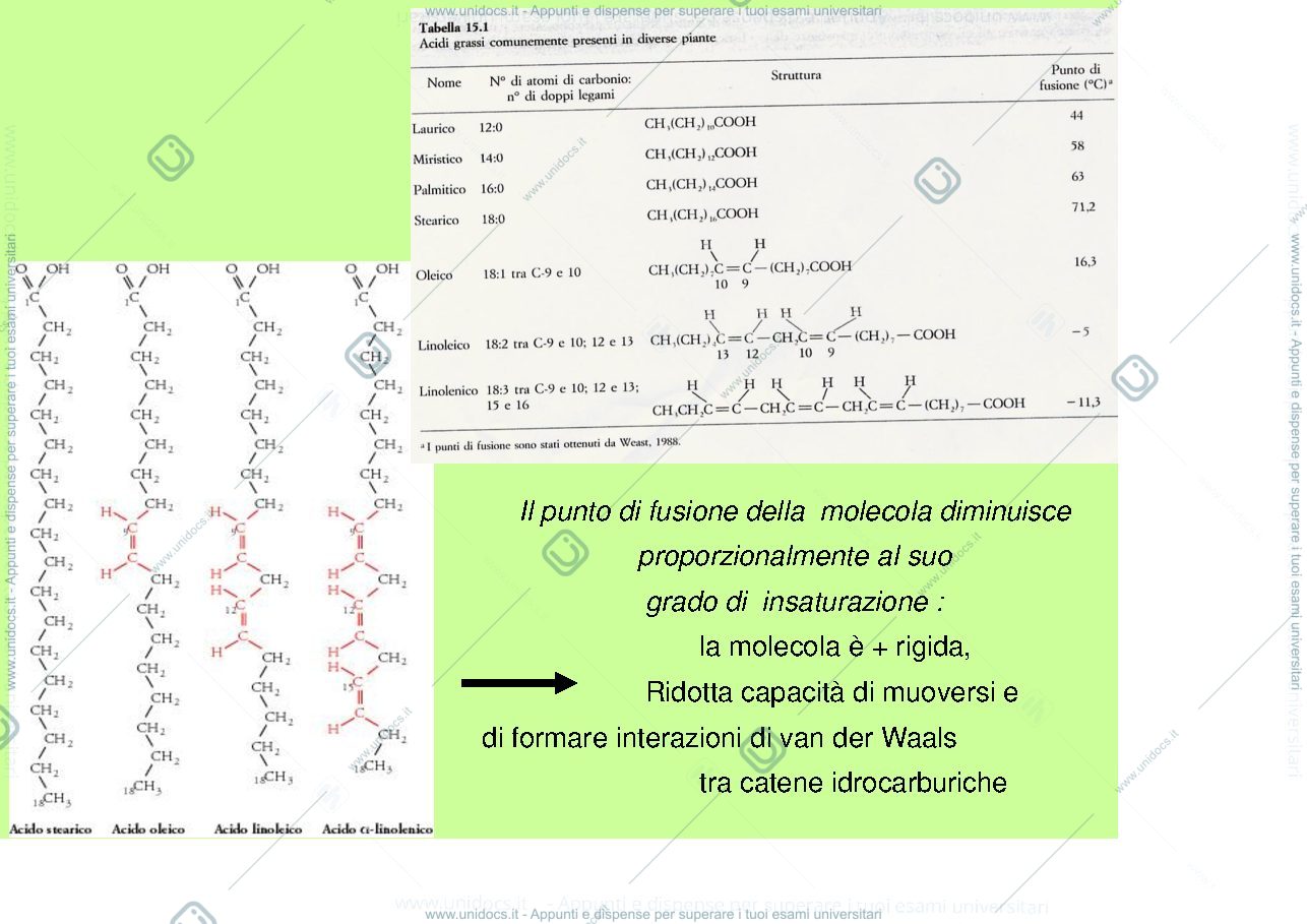Anteprima pagina 4 — membrana cellulare