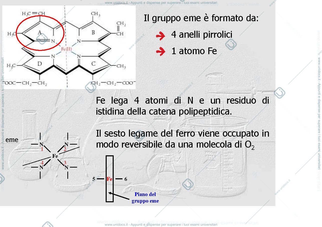 Anteprima pagina 4 — proteine globulari