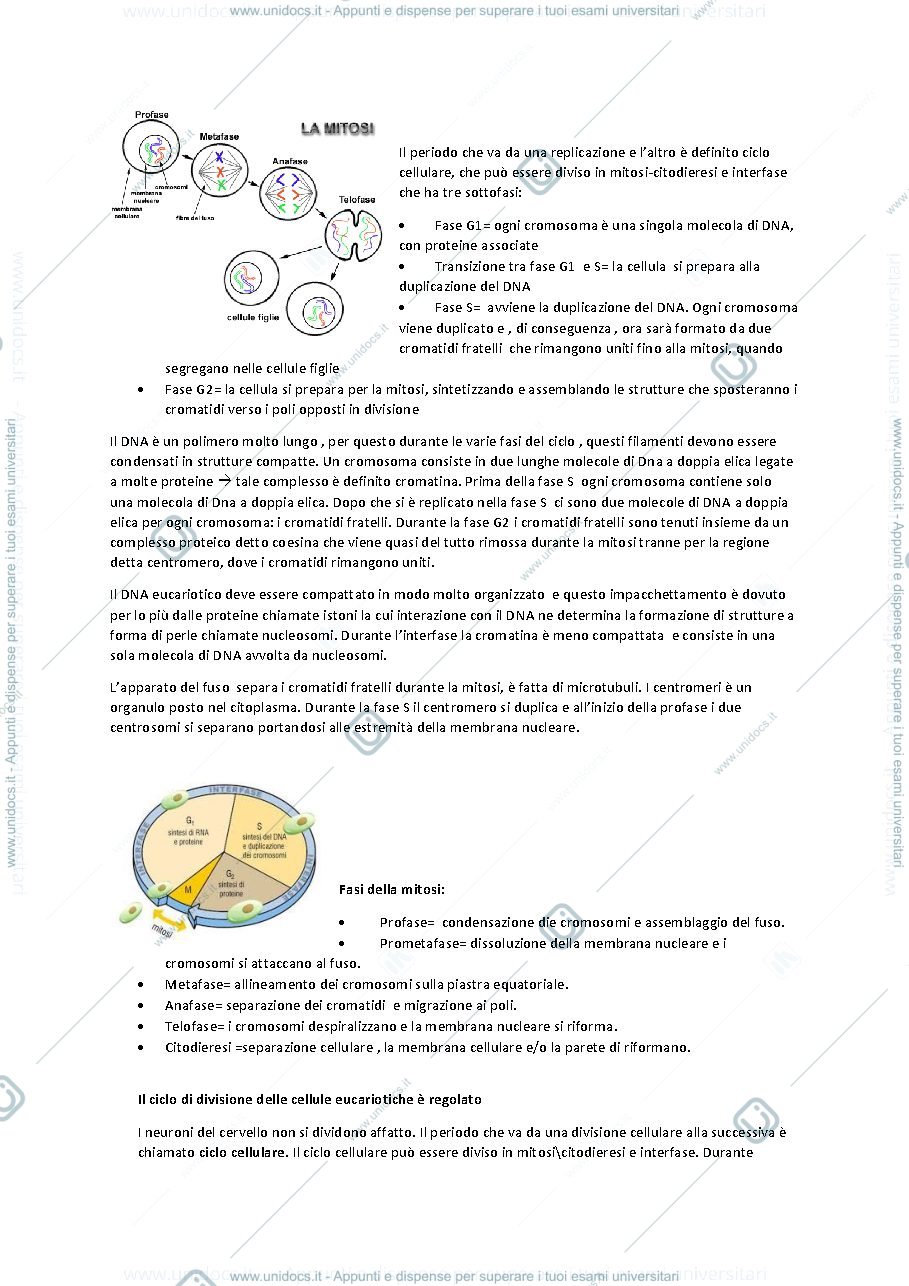 Anteprima pagina 2 — La divisione e il ciclo cellulare