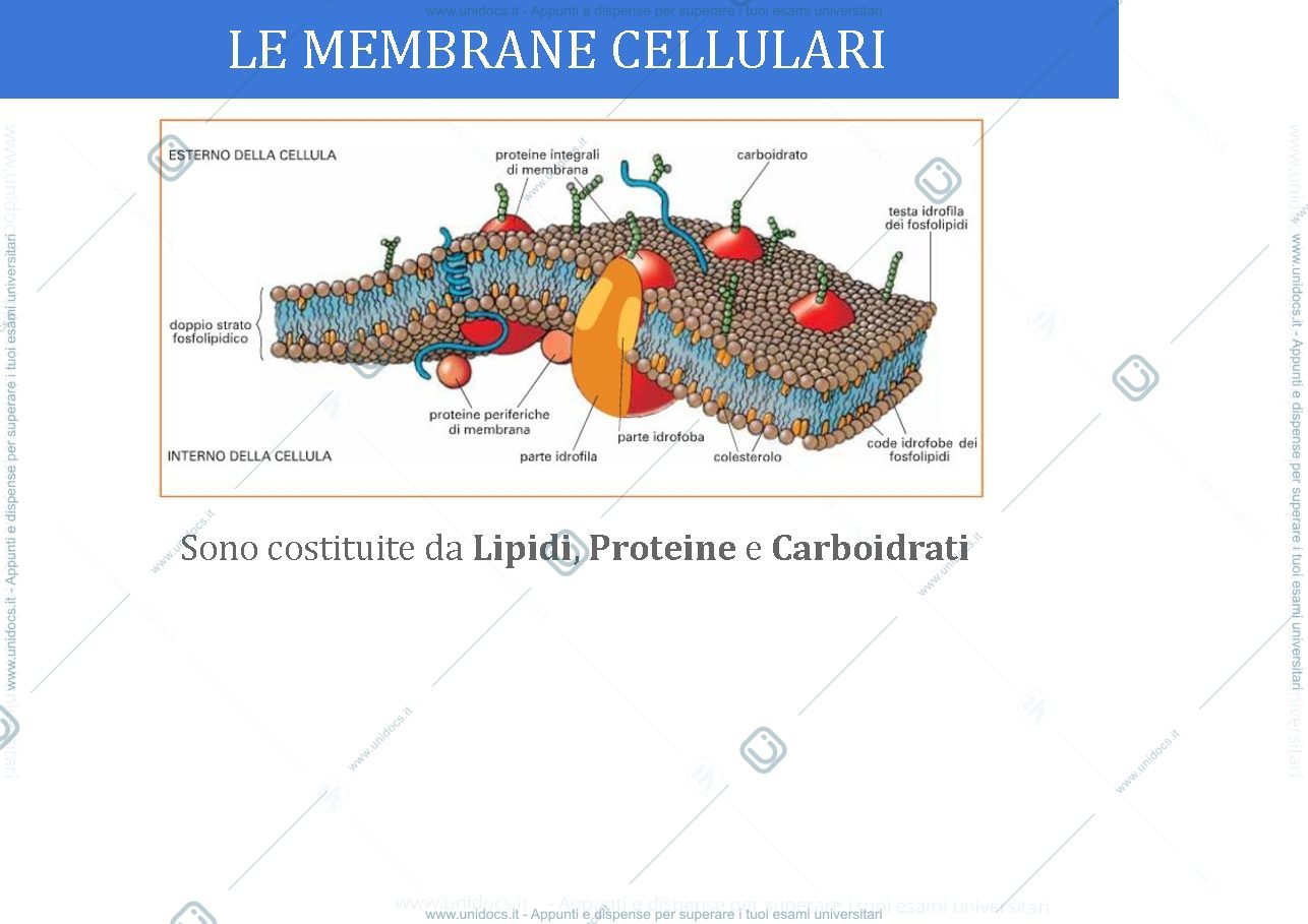 Anteprima pagina 2 — membrane biologiche