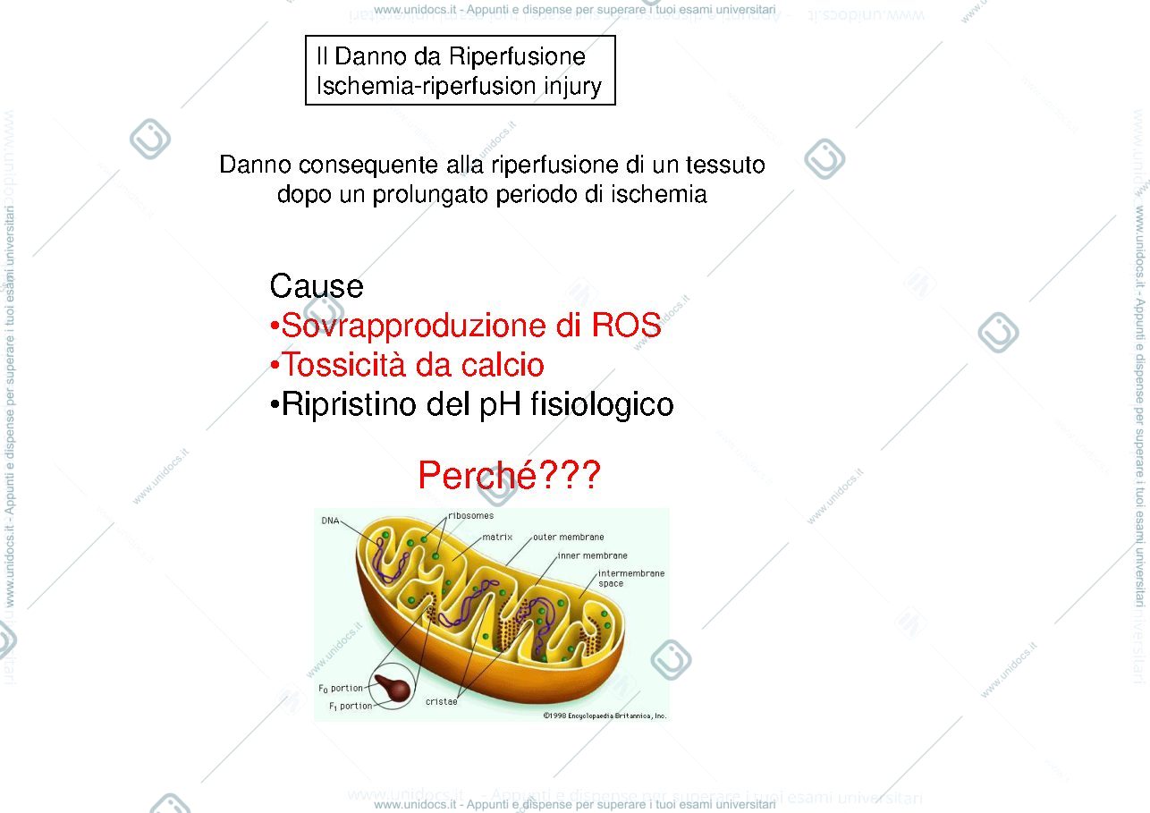 Anteprima pagina 1 — Danno_da_riperfusione_infarto