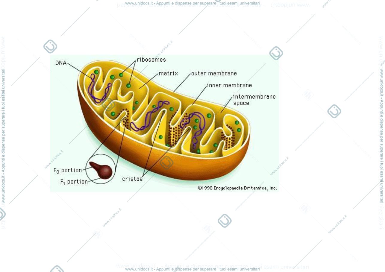 Anteprima pagina 2 — Danno_da_riperfusione_infarto