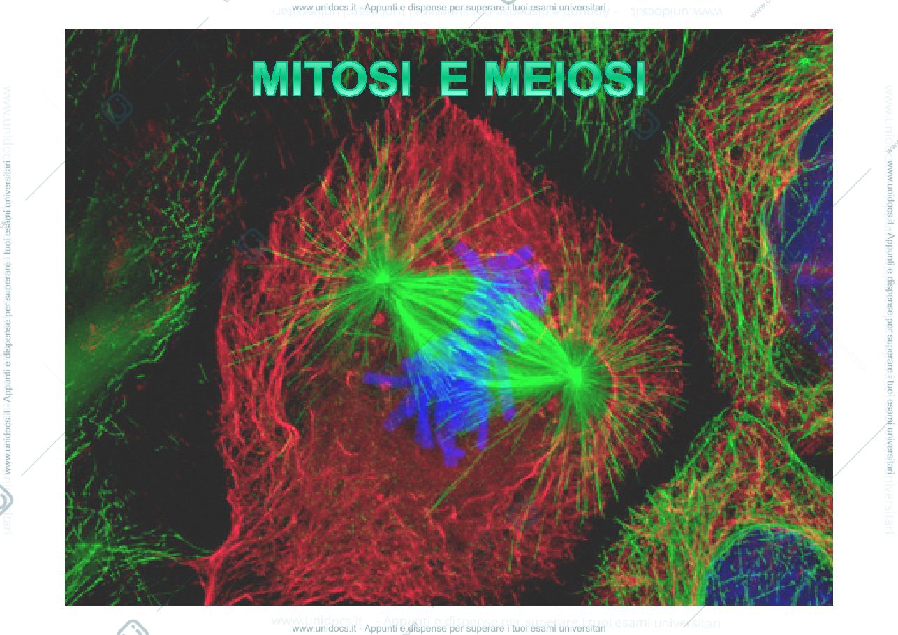 Anteprima pagina 1 — mitosi e meioso