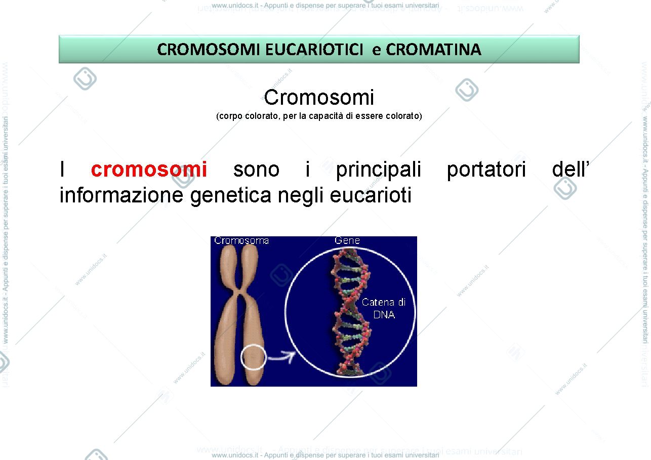 Anteprima pagina 2 — mitosi e meioso