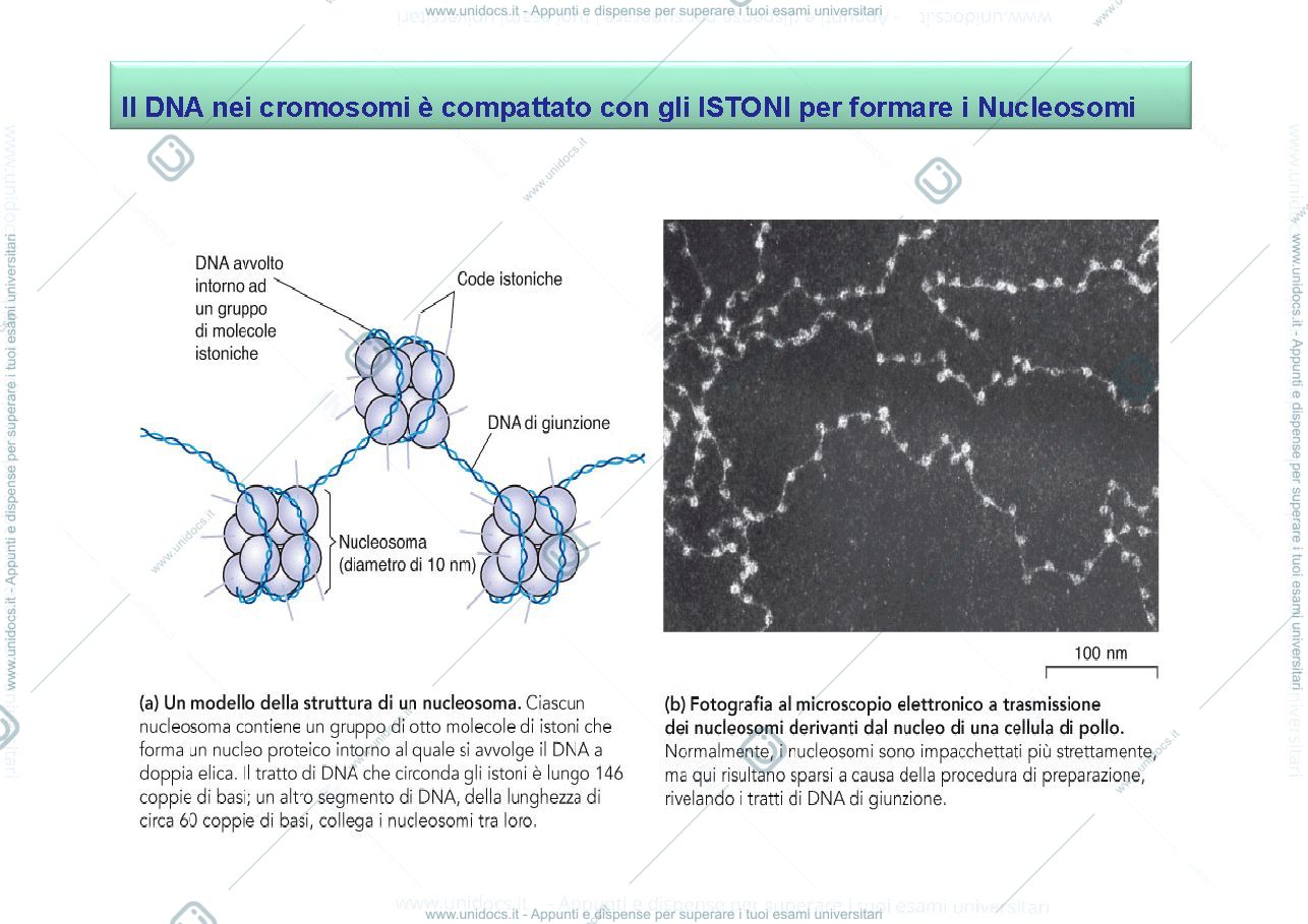 Anteprima pagina 3 — mitosi e meioso
