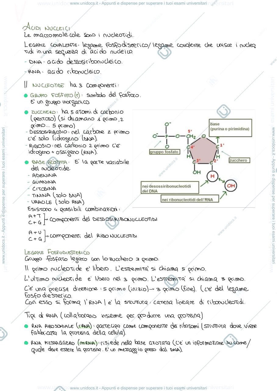 Anteprima pagina 3 — Biologia 