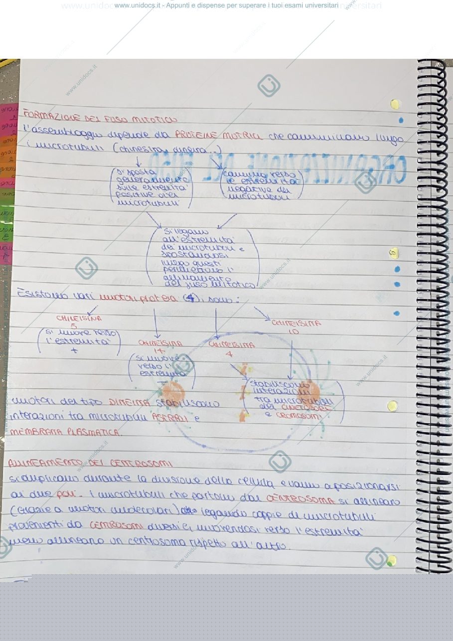 Anteprima pagina 1 — Formazione fuso mitotico