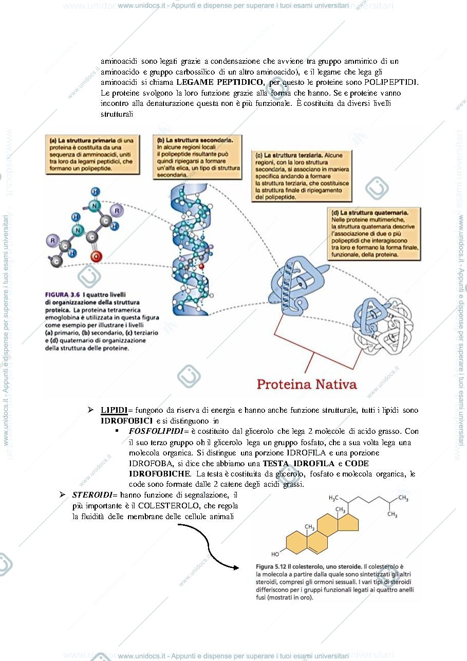 Anteprima pagina 4 — BIOLOGIA APPLICATA APPUNTI